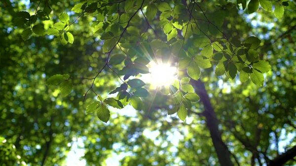 Hojas verdes con luz de mañana, ambiente tranquilo de parque